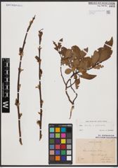 Salix aurita L. x Salix silesiaca Willd.